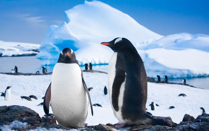 Antarctic, Penguins