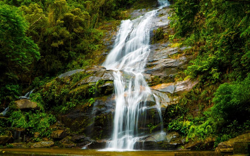 Rio Tijuca Rainforest