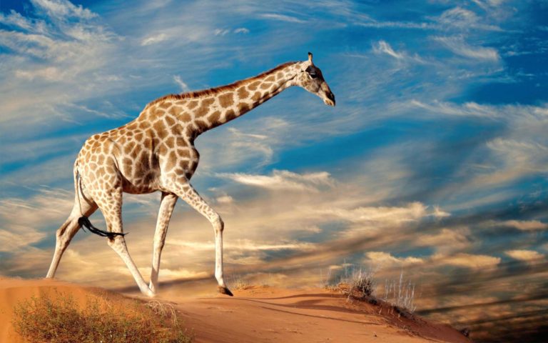 Africa Safari Giraffe