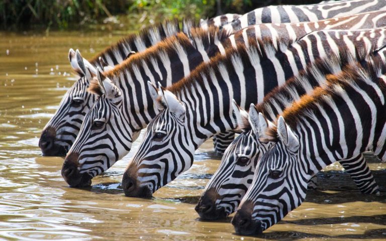 Tanzania Safari Zebras
